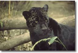 Jaguar O Pantera Onca Animal En Peligro De Extincion En America