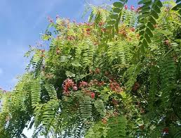 Image result for Cassia roxburghii