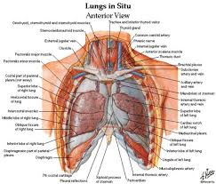 The thorax or chest is a part of the anatomy of humans, mammals, other tetrapod animals located between the neck and the abdomen. Human Chest Anatomy Diagram Koibana Info Physiology Human Anatomy And Physiology Anatomy And Physiology