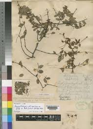 Image result for Synaptolepis alternifolia