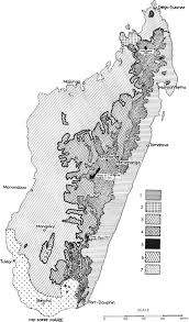 Image result for Antherotoma densiflora