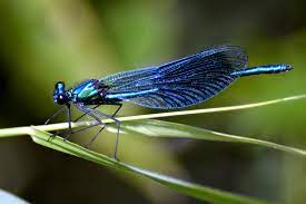 What Is A Dragonfly 10 Amazing Dragonfly Facts