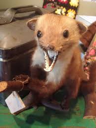 Mård / mink / iller. Facebook