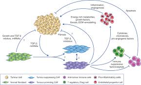 If he worked harder, he would have more money. Cancer Associated Fibroblasts Heroes Or Villains British Journal Of Cancer