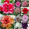 Itulah beberapa informasi mengenai cara menanam bunga kamboja jepang (adenium) yang dapat anda ketahui dan dapat langsung anda praktikkan. 1