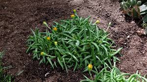 Image result for Hereroa