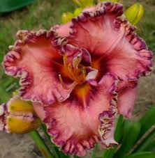 Maybe you would like to learn more about one of these? Hillsdale Hillsdale Lily Garden