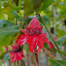 Image result for Etlingera elatior