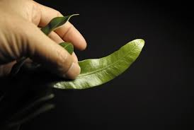 Image result for Elaphoglossum macropodium