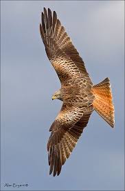 Hawk Birds Of Prey Animals Redkite Banking Pet Birds Beautiful Birds Eagle Pictures