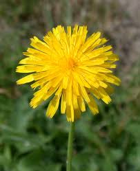 Image result for Hypochaeris radicata