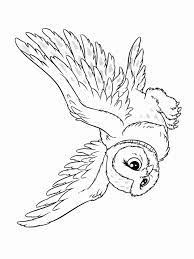 You probably don't need harry potter to be introduced to you if you came here. Hedwig Coloring Pages Coloring Home
