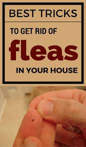 Learn How To Get Rid Of Fleas In Your House With This Effective Tricks Home Remedies For Fleas Flea Remedies Dog Flea Remedies