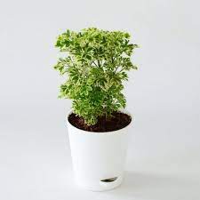 We did not find results for: Aralia Variegated Mini Plant Sorrelgardens In