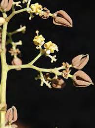 Image result for Hemarthria natans