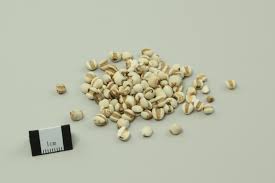 Image result for Coix