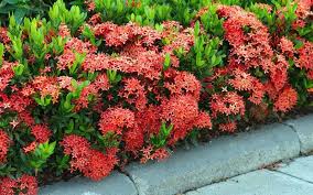 Image result for Ixora praetermissa