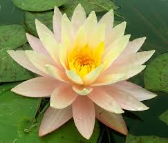 Peach colored water lilies add that delicate touch to your pond display. Peaches And Cream Slocum Moore Water Gardens