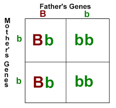 This quiz is about punnett squares and dna genetic genes. Punnett Square Genetics Quiz Quizizz