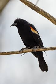 Most birds are known for their unique size and colors. Black Bird Pictures Download Free Images On Unsplash