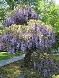 We did not find results for: Wysteria Dream Garden Wisteria Tree Beautiful Gardens