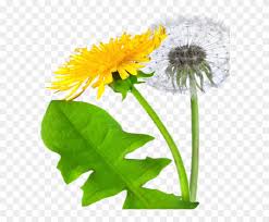 239x299 dandelion plant with yellow flower premium clipart. Dandelion Icon Clipart Dandelion Png Free Transparent Png Clipart Images Download