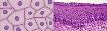 We did not find results for: Animal Primary Tissues Biology For Majors Ii