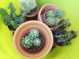 Time in front of the television cuts into family time and is a leading cause of b15_ obese in both adults and children. Cactus Puns So Pricklin Funny Life Would Succ Without Them