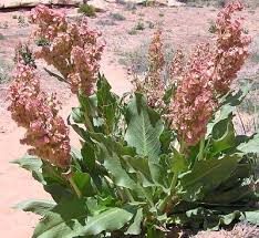 Image result for Rumex ruwenzoriensis