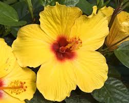 Image result for Hibiscus seineri