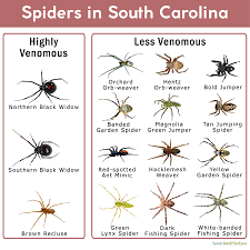Brown recluse spiders are found in the south and midwestern parts of the country. Spiders In South Carolina List With Pictures