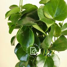 Image result for Cissus rotundifolia