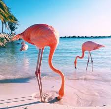 Nesta Praia Podemos Tomar Banho Com Flamingos Mundo Sapo Viagens