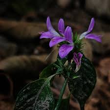 Image result for Dicliptera maculata