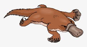 Explore more like duck billed platypus coloring page. Platypus Duck Billed Platypus Clipart Png Image Transparent Png Free Download On Seekpng