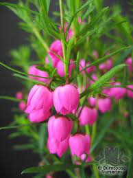 Boronia Heterophylla From Burncoose Nurseries Beautiful Rose Flowers Pink Flowers Plants