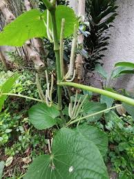 Image result for Piper umbellatum
