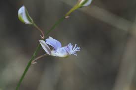 Image result for Polygala persicariifolia