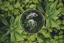 Below you'll find several remedies to try. Basil A Classic Food Ingredient And Cannabis Companion Plant Rqs Blog