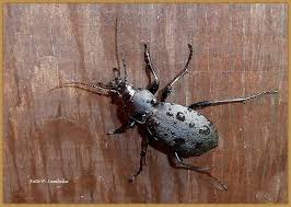 Diese frage kann nicht eindeutig beantwortet werden. Kafer Im Garten Thema Auf Meinbezirk At