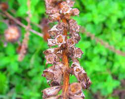 In order to keep bugs out of your system, we recommend only using rise gardens' plant pods with your system. Photo Of The Seed Pods Or Heads Of Tall American Bellflower Campanula Americana Posted By Jmorth Garden Org