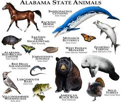 Alabama By Roger Hall North American Animals Mammals Animal Posters