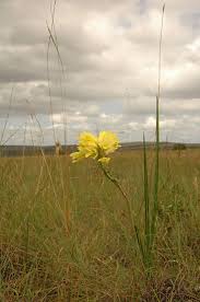 Image result for Eulophia elegans