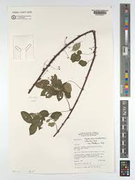 Image result for Phyllanthus muellerianus