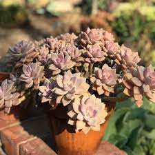Pin On Unusual Succulents Others