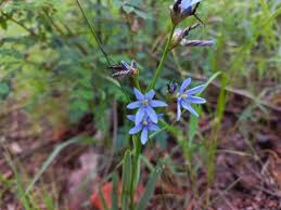 Image result for Aristea angolensis