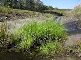 Image result for Isolepis
