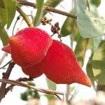 Image result for Cnestis