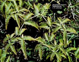 Image result for Gleicheniaceae