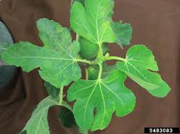 Molecular detection of fig mosaic disease in tissue extract: Fig Mosaic Virus Fmv Emaravirus Fmv On Black Jack Fig Ficus Carica Var Black Jack 5483083